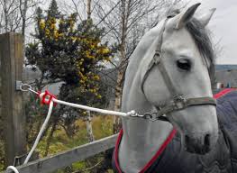 How to tie up your horse or pony safely