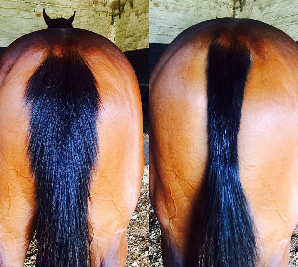 'How to' guide: achieving a tidy tail with the Smart Tails rake