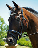 Curved flat diamante browband