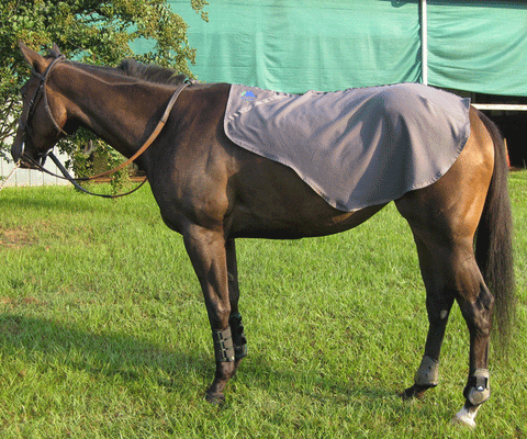 Fenwick Equestrian Liquid Titanium Quarter Sheet