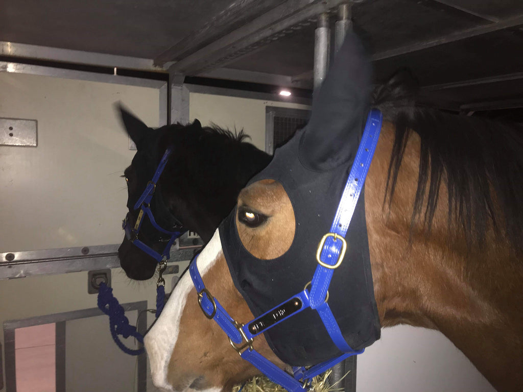How Liquid Titanium Calming Masks Helped Our Horses Cope With Stressful International Travel