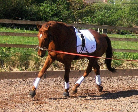 EquiAmi Premium Lunge Aid Complete Kit (incl Roller & Cavesson) - GREAT VALUE