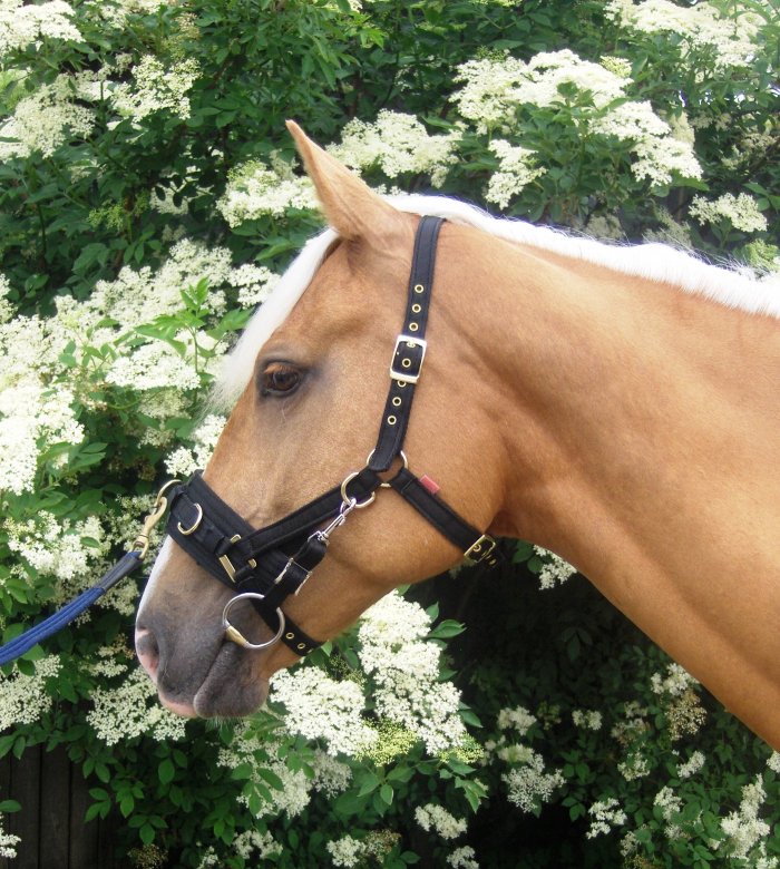 Kincade Coordinate Lunge Cavesson in Black Kincade Coordinate Lunge Cavesson in Black