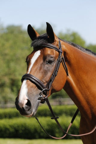 Mark Todd padded cavesson bridle
