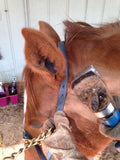 Fenwick Equestrian Liquid Titanium Far InfraRed Therapy Ear Plugs